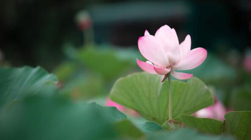 手机相机常用的花卉摄影六种构图方法